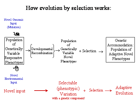 Slide #22. Novel Genomic<BR>Input<BR>(Mutation)