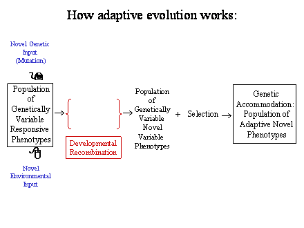 Slide #23. Novel Genetic<BR>Input<BR>(Mutation)