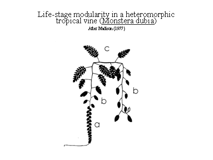 Slide #25. Life-stage modularity in a heteromorphic tropical vine (Monstera dubia)<BR>After Madison (1977)