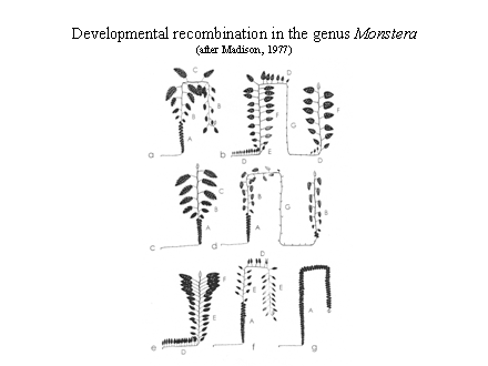 Slide #26. Developmental recombination in the genus Monstera<BR>(after Madison, 1977)
