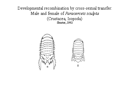 Slide #27. Developmental recombination by cross-sexual transfer:<BR>Male and female of Paracerceis sculpta<BR>(Crustacea, Isopoda)<BR>Shuster, 1992