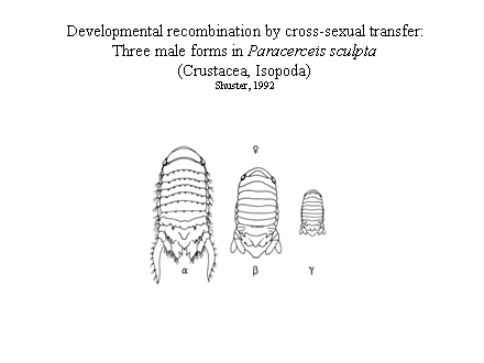 Slide #28. Developmental recombination by cross-sexual transfer:<BR>Three male forms in Paracerceis sculpta<BR>(Crustacea, Isopoda)<BR>Shuster, 1992
