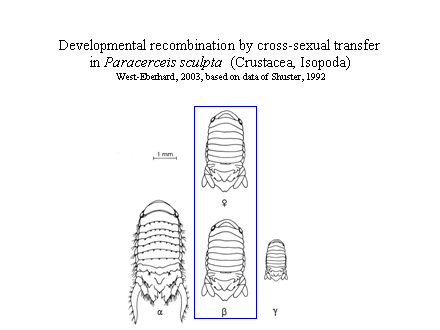Slide #29. Developmental recombination by cross-sexual transfer <BR>in Paracerceis sculpta  (Crustacea, Isopoda)<BR>West-Eberhard, 2003, based on data of Shuster, 1992