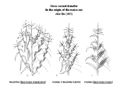Slide #31. Cross-sexual transfer<BR>In the origin of the maize ear<BR>After Iltis (1983)