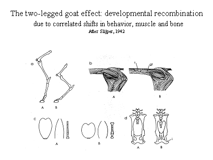 Slide #32. The two-legged goat effect: developmental recombination<BR>  due to correlated shifts in behavior, muscle and bone<BR>After Slijper, 1942