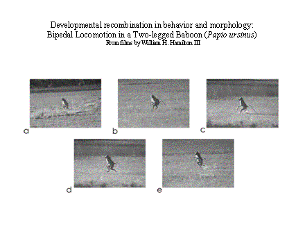 Slide #33. Developmental recombination in behavior and morphology:<BR>Bipedal Locomotion in a Two-legged Baboon (Papio ursinus)<BR>From films by William H. Hamilton III