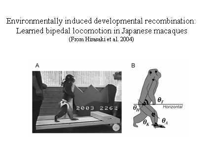 Slide #37. Environmentally induced developmental recombination:<BR>Learned bipedal locomotion in Japanese macaques<BR>(From Hirasaki et al. 2004)