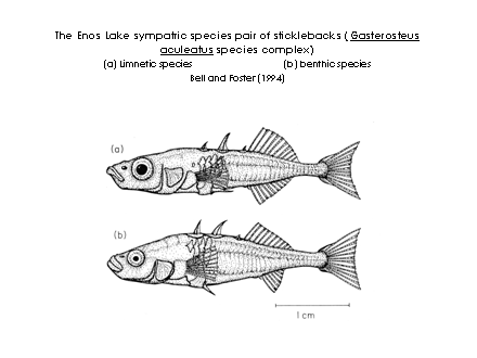 Slide #39. The Enos Lake sympatric species pair of sticklebacks (Gasterosteus aculeatus species complex)<BR>(a) Limnetic species                                    (b) benthic species<BR>Bell and Foster (1994)