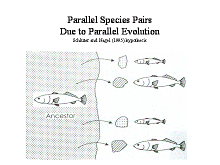 Slide #40. Parallel Species Pairs 