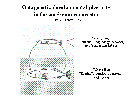 Slide #41. Ontogenetic developmental plasticity