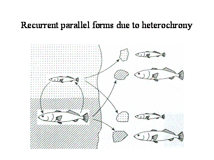Slide #42. Recurrent parallel forms due to heterochrony
