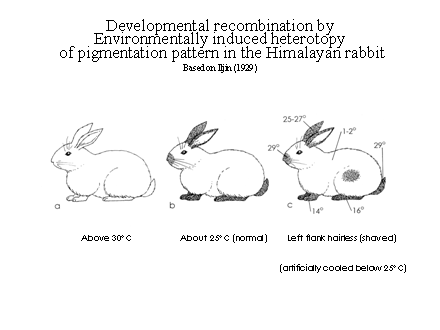 Slide #43. Developmental recombination by <BR>Environmentally induced heterotopy<BR> of pigmentation pattern in the Himalayan rabbit<BR>Based on Iljin (1929)