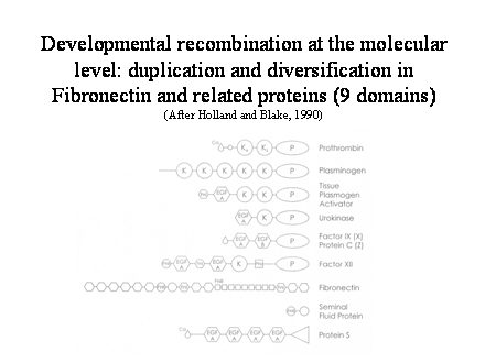 Slide #44. Developmental recombination at the molecular level: duplication and diversification in<BR>Fibronectin and related proteins (9 domains)<BR>(After Holland and Blake, 1990)
