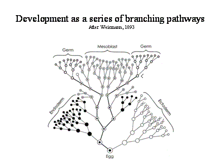 Slide #45. Development as a series of branching pathways <BR>After Weismann, 1893