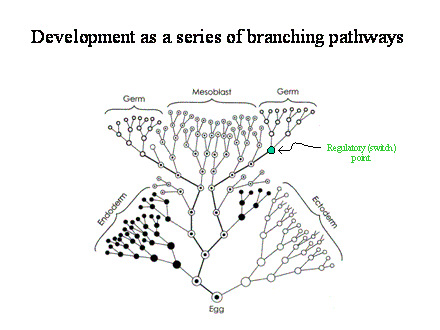Slide #46. Regulatory (switch)<BR>point