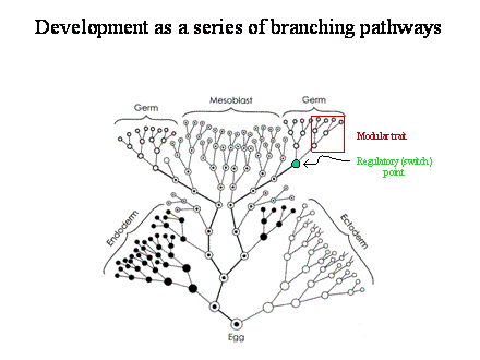 Slide #47. Regulatory (switch)<BR>point
