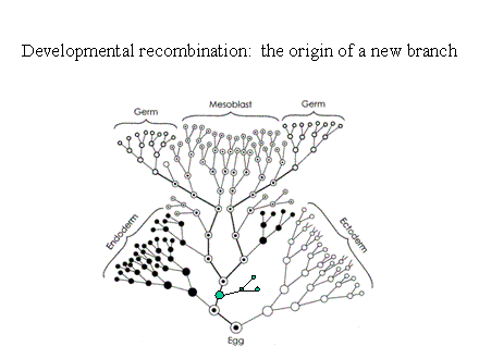 Slide #48. Developmental recombination:  the origin of a new branch
