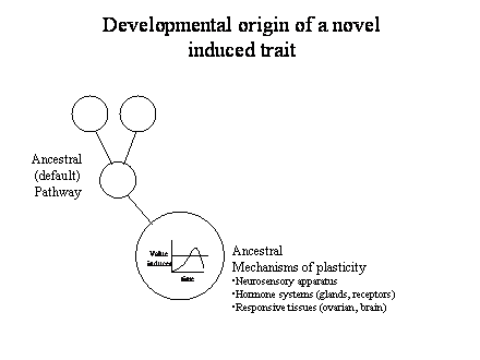 Slide #49. Ancestral<BR>Mechanisms of plasticity<BR>Neurosensory apparatus<BR>Hormone systems (glands, receptors)<BR>Responsive tissues (ovarian, brain)