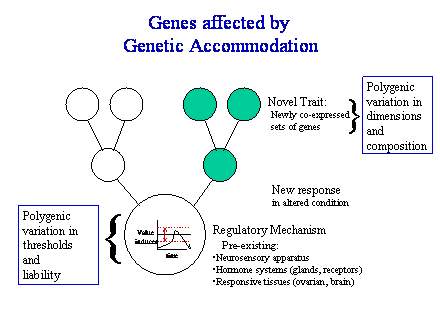 Slide #54. Regulatory Mechanism<BR>   Pre-existing:<BR>Neurosensory apparatus<BR>Hormone systems (glands, receptors)<BR>Responsive tissues (ovarian, brain)