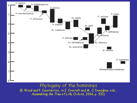 Slide #10. Phylogeny of the hominines(B. Wood and P. Constantino, in J. Cracraft and M. J. Donoghue, eds., Assembling the Tree of Life, Oxford, 2004, p. 532)