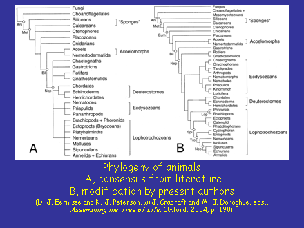 Slide #11. Phylogeny of animals A, consensus from literature B, modification by present authors (D. J. Eernisse and K. J. Peterson, in J. Cracraft and M. J. Donoghue, eds., Assembling the Tree of Life, Oxford, 2004, p. 198)