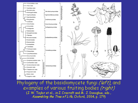 Slide #12. Phylogeny of the basidiomycete fungi (left), and examples of various fruiting bodies (right) (J. W. Taylor et al., in J. Cracraft and M. J. Donoghue, eds., Assembling the Tree of Life, Oxford, 2004, p. 179)
