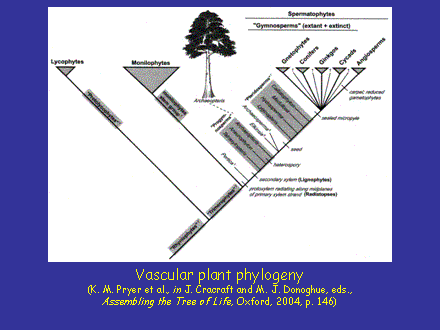 Slide #13. Vascular plant phylogeny(K. M. Pryer et al., in J. Cracraft and M. J. Donoghue, eds., Assembling the Tree of Life, Oxford, 2004, p. 146)