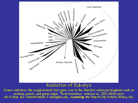 Slide #14. Radiation of Eukarya Crown radiation: the single branch that gave rise to the familiar eukaryan kingdoms such as animals, plants, and green algae. Thick branches: relative no. SSU rRNA units (N. R. Pace, in J. Cracraft and M. J. Donoghue, eds., Assembling the Tree of Life, Oxford, 2004, p. 83)