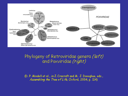 Slide #15. Phylogeny of Retroviridae genera (left) and Poxviridae (right) (D. P. Mindell et al., in J. Cracraft and M. J. Donoghue, eds., Assembling the Tree of Life, Oxford, 2004, p. 114)