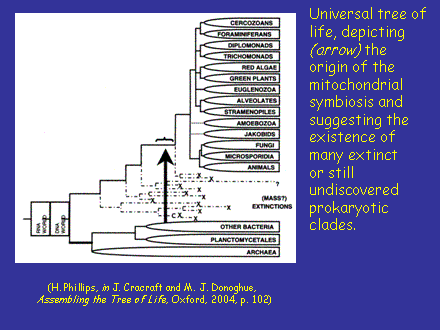 Slide #16. Universal tree of life, depicting (arrow) theorigin of the mitochondrial symbiosis and suggesting the existence of many extinct or still undiscovered prokaryotic clades.