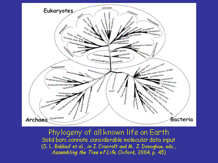 Slide #17. Phylogeny of all known life on Earth Solid bars connote considerable molecular data input (S. L. Baldauf et al., in J. Cracraft and M. J. Donoghue, eds., Assembling the Tree of Life, Oxford, 2004, p. 45)