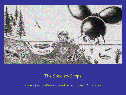 Slide #2. The Species-Scape(from Quentin Wheeler, based on data from E. O. Wilson)