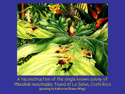 Slide #3. A reconstruction of the single known colony of Pheidole nasutoides, found at La Selva, Costa Rica (painting by Katherine Brown-Wing)