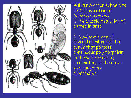 Slide #4. William Morton Wheelers 1910 illustration of Pheidole tepicana is the classic depiction of castes in ants. <BR><BR>P. tepicana is one of several members of the genus that possess continuous polymorphism in the worker caste, culminating at the upper size range in a supermajor.