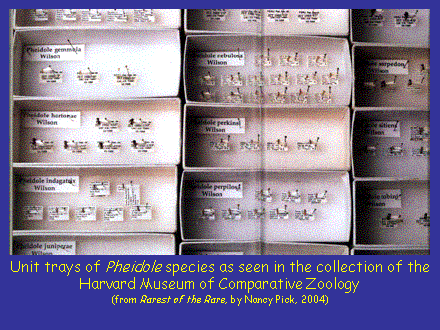 Slide #5. Unit trays of Pheidole species as seen in the collection of the Harvard Museum of Comparative Zoology<BR>(from Rarest of the Rare, by Nancy Pick, 2004)