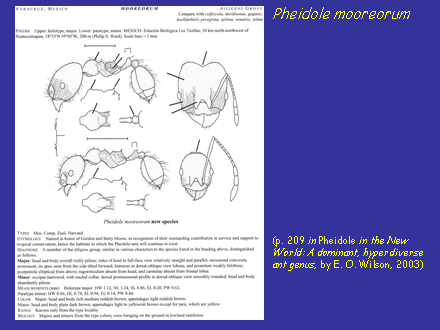 Slide #7. Pheidole mooreorum<BR>(p. 209 in Pheidole in the New World: A dominant, hyperdiverse ant genus, by E. O. Wilson, 2003)