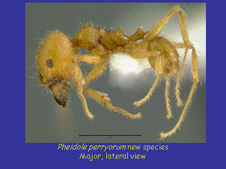 Slide #8. Pheidole perryorum new speciesMajor, lateral view