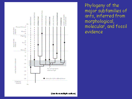 Slide #9. Phylogeny of the major subfamilies of ants, inferred from morphological, molecular, and fossil evidence<BR><BR><BR><BR><BR>