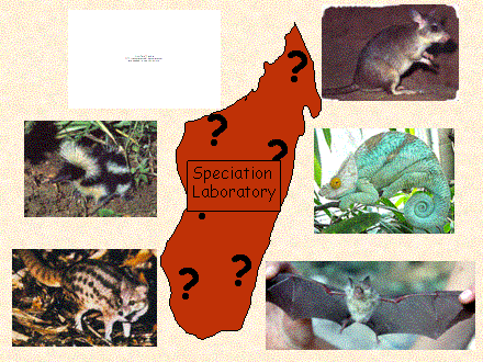 Slide #10. Speciation<BR>Laboratory
