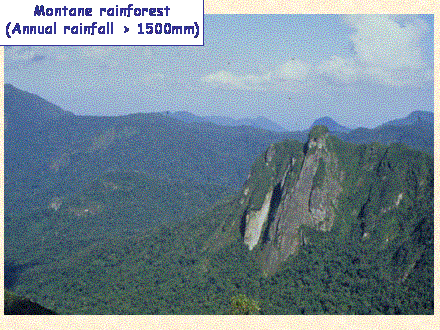 Slide #14. Montane rainforest<BR>(Annual rainfall > 1500mm)