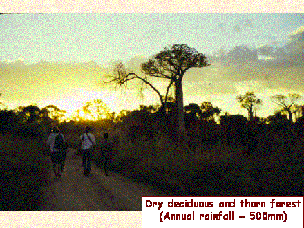 Slide #15. Dry deciduous and thorn forest<BR>(Annual rainfall ~ 500mm)