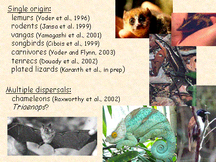 Slide #18. Multiple dispersals:<BR>   chameleons (Raxworthy et al., 2002)<BR>   Triaenops?