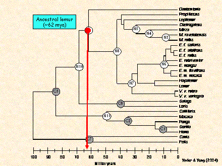 Slide #21. Ancestral lemur (~62 mya)