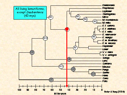 Slide #24. Yoder & Yang (2004)