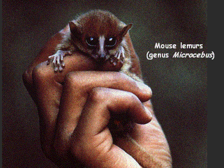 Slide #29. Mouse lemurs <BR>(genus Microcebus)
