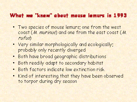 Slide #32. What we knew about mouse lemurs in 1993