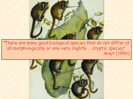 Slide #33. "There are many good biological species that do not differ at all morphologically or only very slightly  cryptic species"<BR>Mayr (1996)