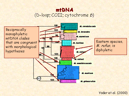 Slide #37. mtDNA 