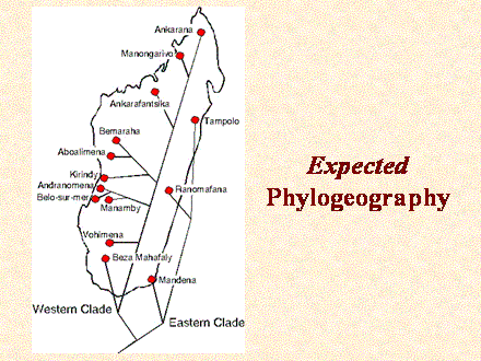 Slide #38. Expected<BR>Phylogeography