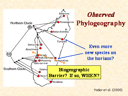 Slide #39. Observed<BR>Phylogeography